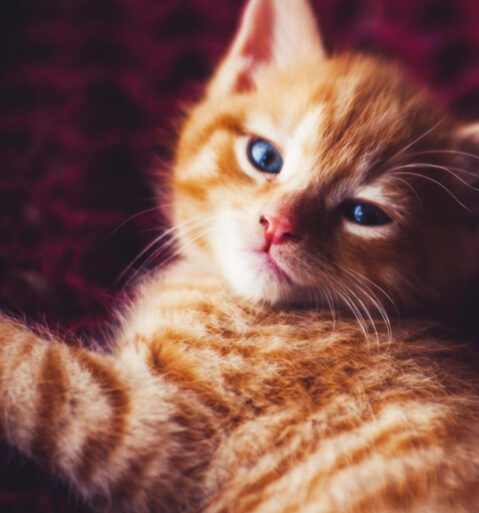 Dr. Meowsalot