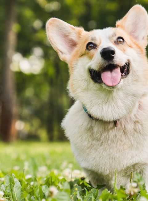 Dr. Barksalot